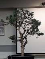 Chinese Juniper bonsai demonstration